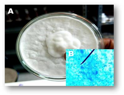 Biocontrol effects of chemical molecules derived from Beauveria bassiana against larvae of Tuta absoluta (Meyrick) (Lepidoptera: Gelechiidae)